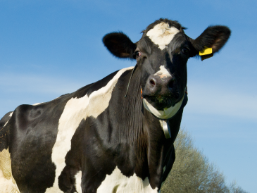 Photo d'une vache noir et blanc debout
