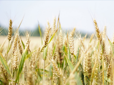 Photo d'un zoom sur du blé dans un champ de blé