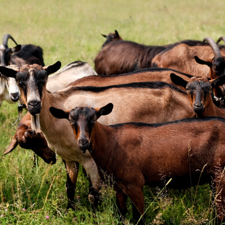 Photo d&#39;un chevreau dans une plaine