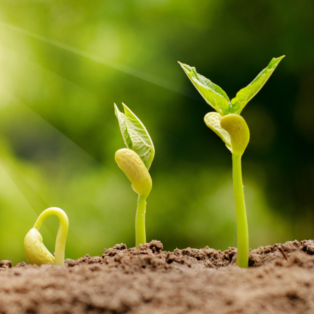 Photo illustrant en 3 &#233;tape la germination d&#39;une graine